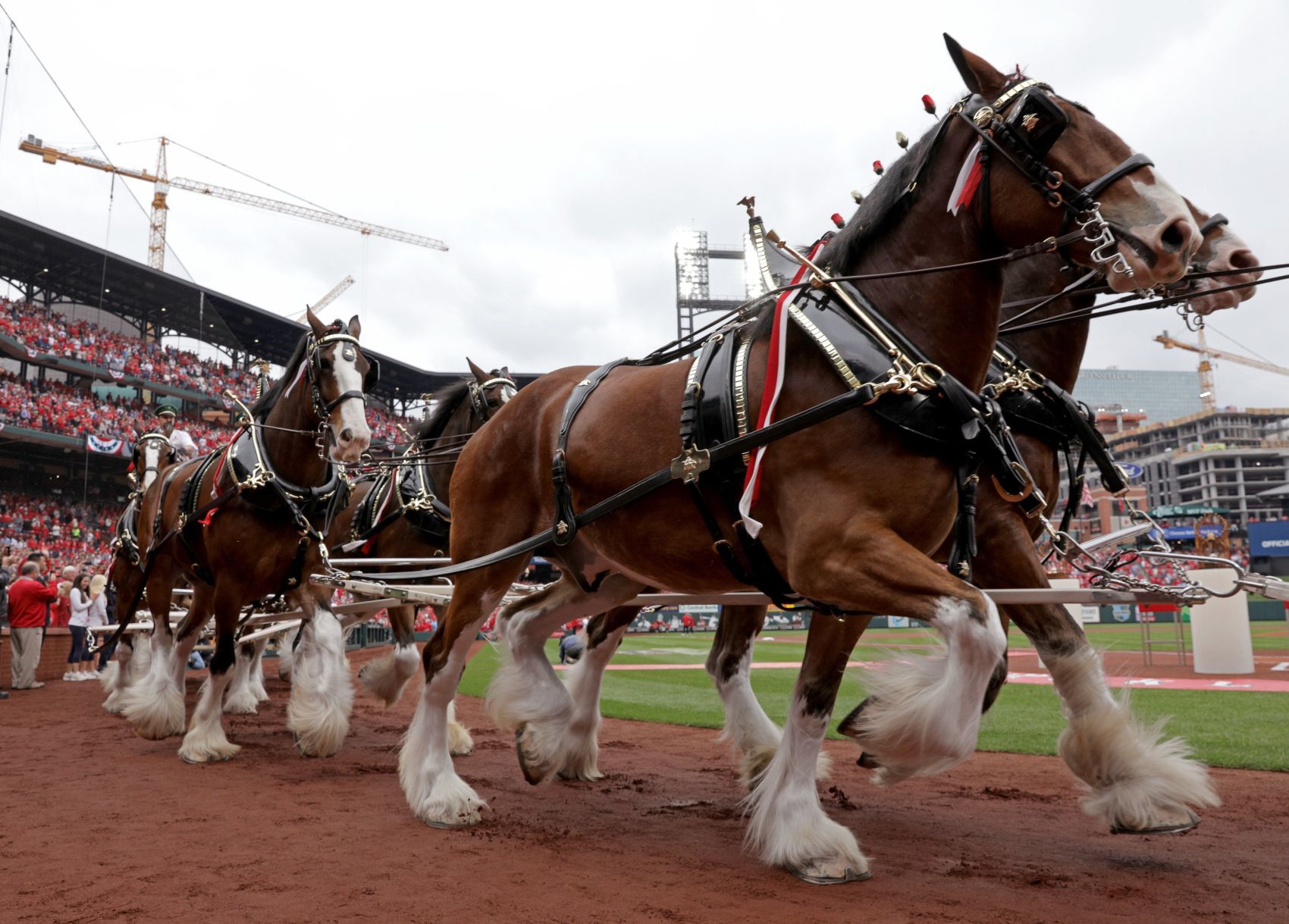 Cardinals host Padres in home opener